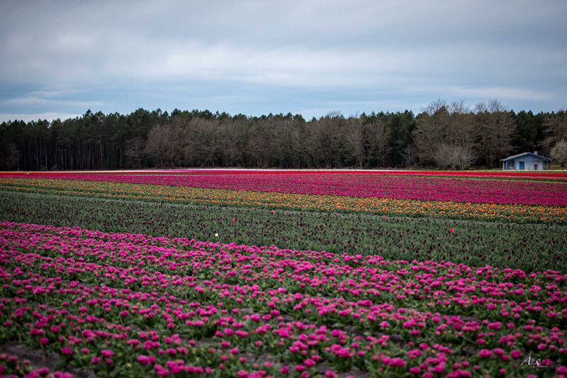 photo-champs-de-tulipes