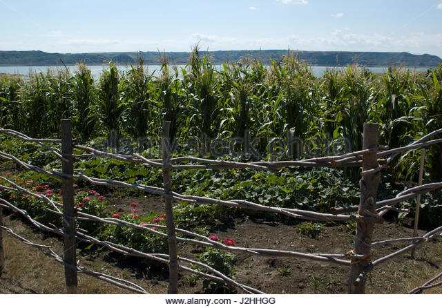 the-mandan-hidatsa-and-arikara-indians-grew-crops-of-vegetables-such-j2hhgg