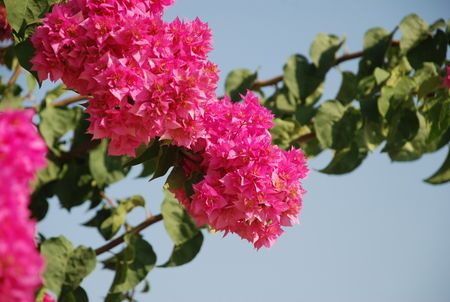 S_villa