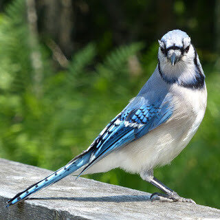 oiseau brodé - Geai Bleu 120861849