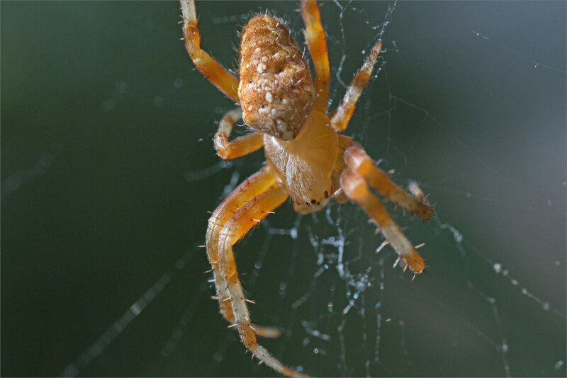 Roussille SM araign épeire diadème dorsal 140818