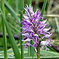 Orchis militaire (1)