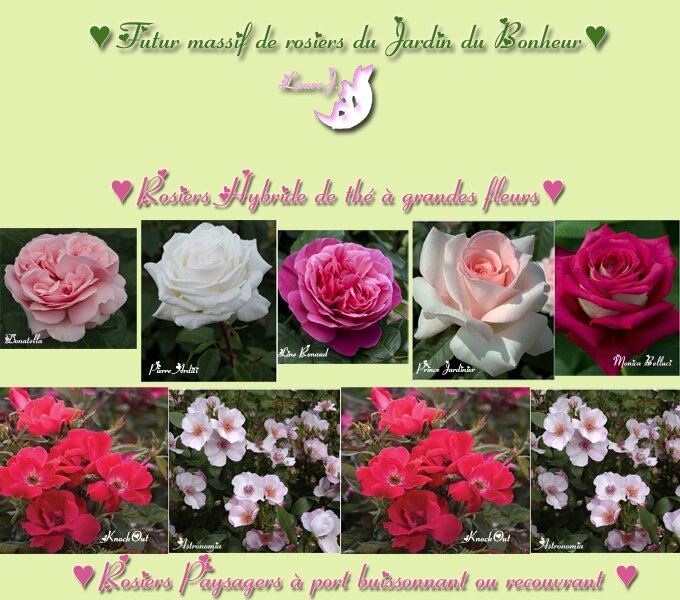 Des Roses Pour Mon Anniversaire Mon Jardin Du Bonheur