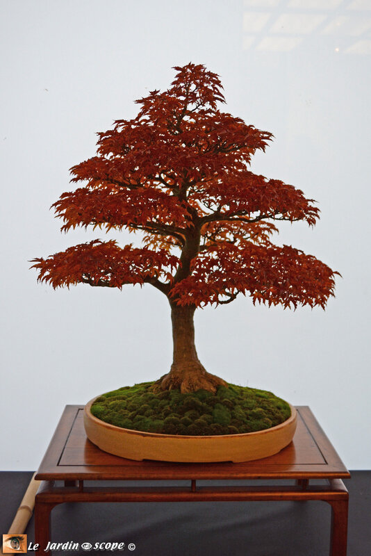 Acer-Shishigashiro