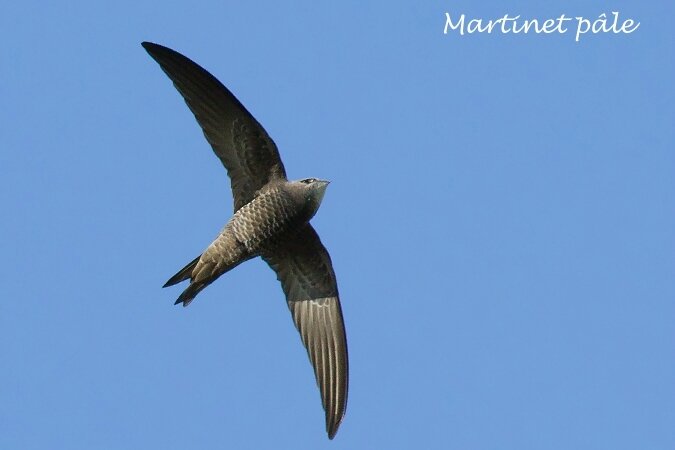 Hirondelles Et Martinets Photos D Oiseaux