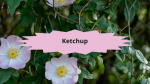 3 Eglantier(6)Ketchup