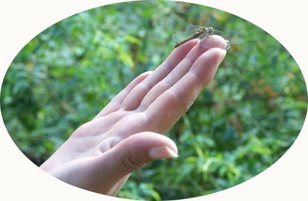 libellule