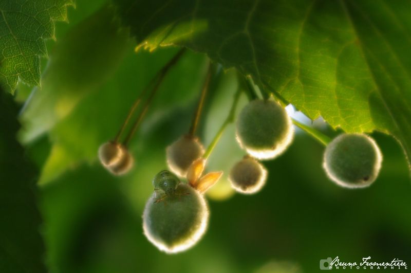 Greenworld