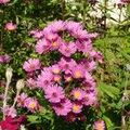 Aster