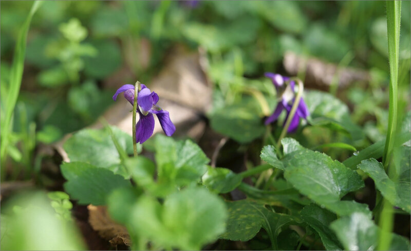 violettes 281219
