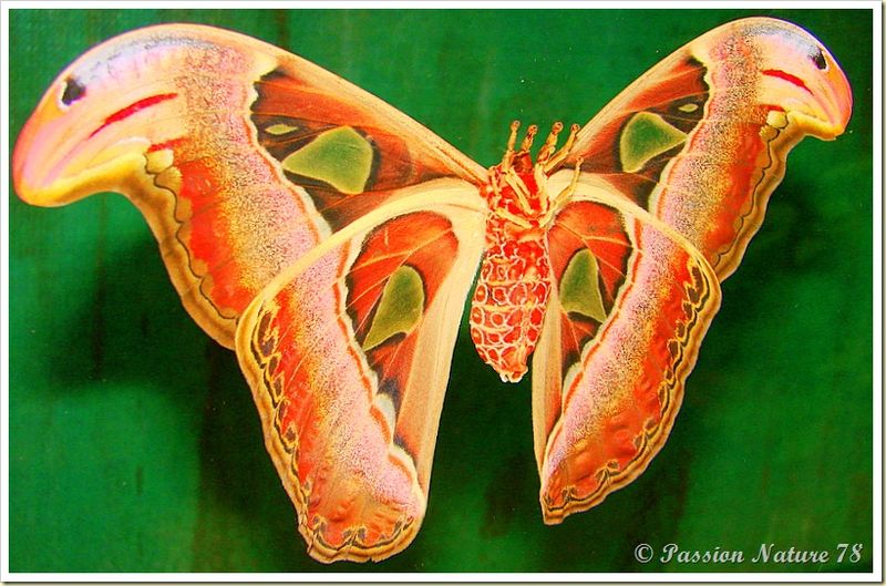 Papillon Attacus Atlas ou Bombyx Atlas (18)