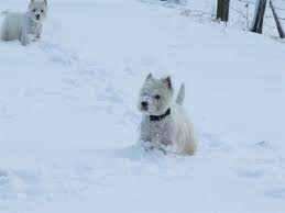 Résultat de recherche d'images pour "westie dans la neige"