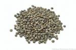 r62-lentilles-verte-fotolia