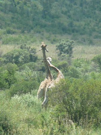 girafes