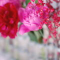 Rose de mai