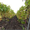 En route pour la viticulture durable