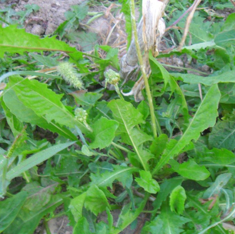 Mon potager sauvage