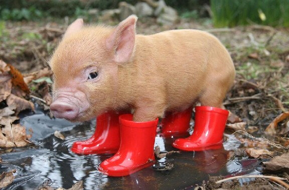 171823 cochon bottes