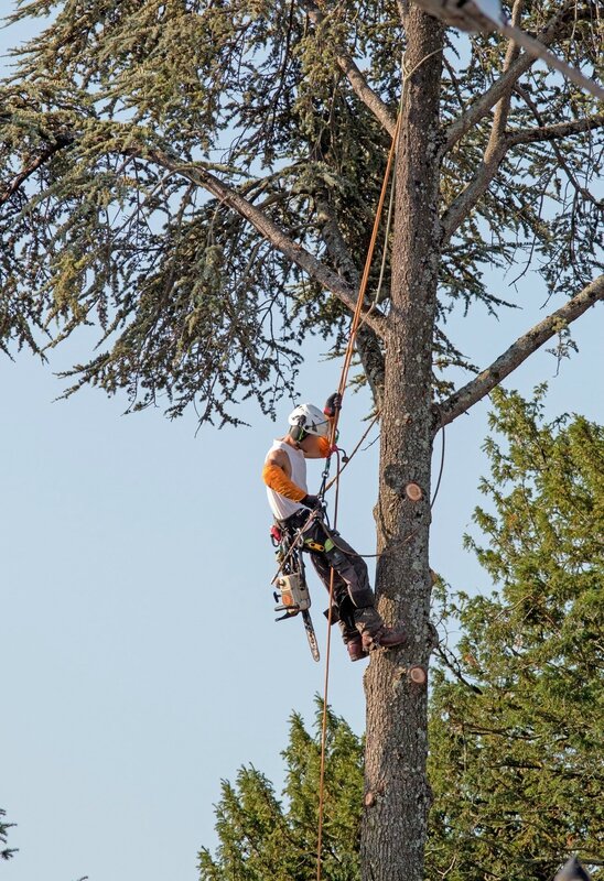 ville worker tronçonnage arbre 1 300816 avec lou