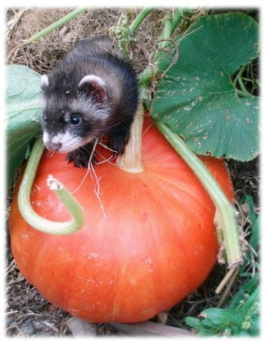 citrouille furet