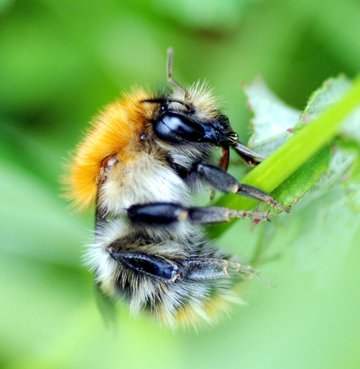 Le Bourdon des champs (Bombus pascuorum)