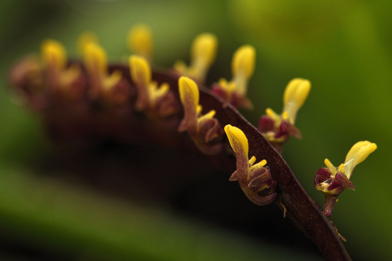 _DSC0096_Bulbophyllum_falcatum