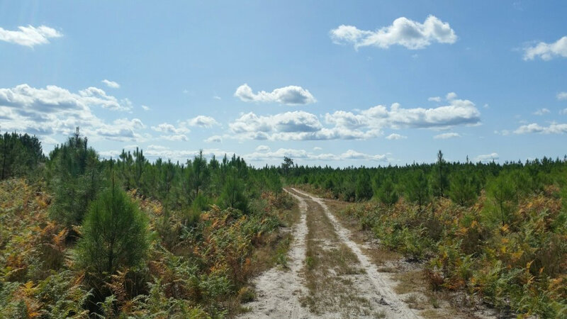 Poto-entre-Pissos-et-Labouheyre