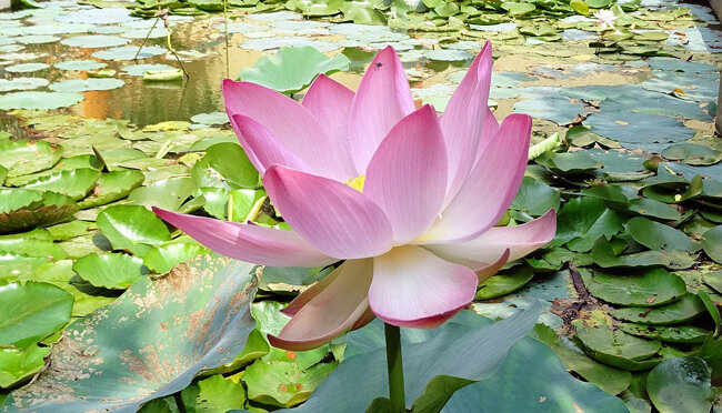 ART 2019 02 fleur de lotus