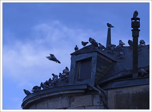 ville pigeons groupir 1 010113