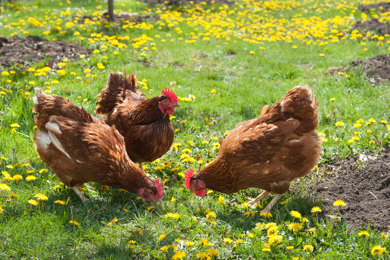 poule (1)