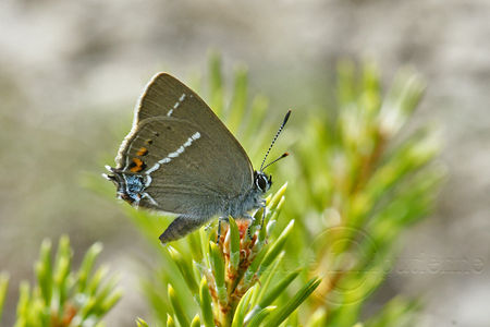 2009_06_27_009_copie