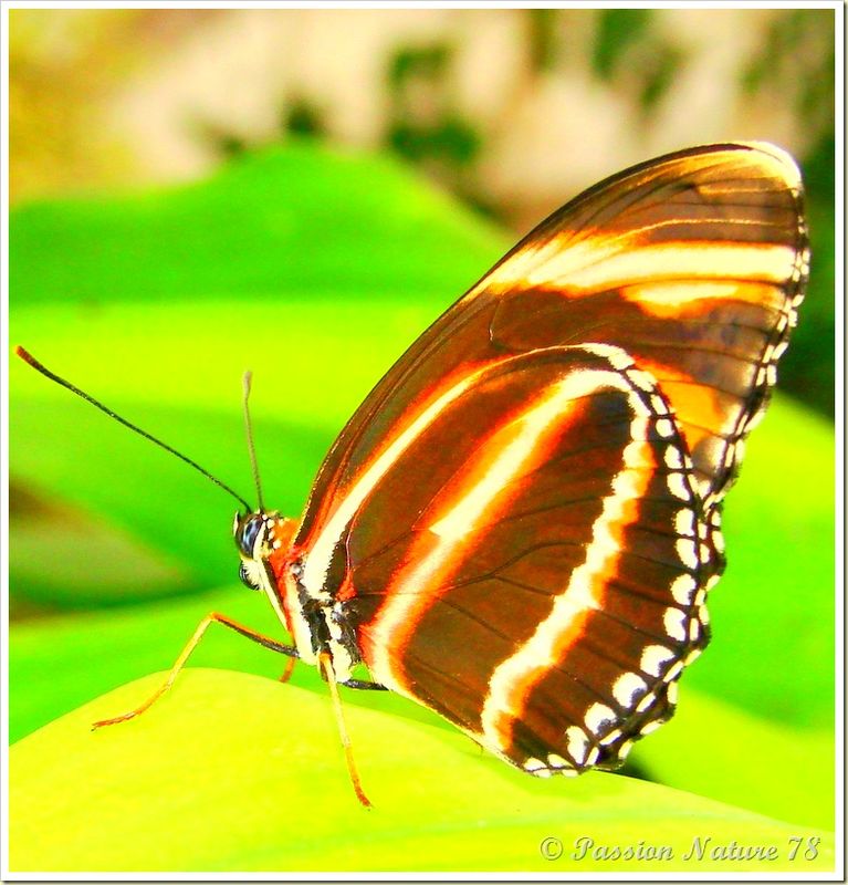 Les papillons (2)