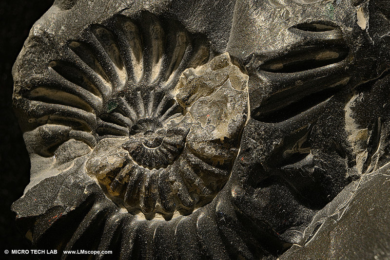 Ammoniten_mit_LM_Makroskop_1_1350