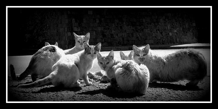 Deux Sevres Le Timbre Aux Chats La Maraichine Normande