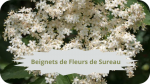 18 SUREAU NOIR(4)Beignets de Fleurs de Sureau-modified