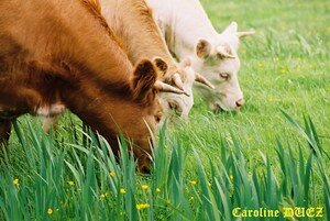 Vaches_1080015_copie