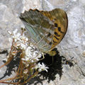 Papillons de l'été: petit nacré