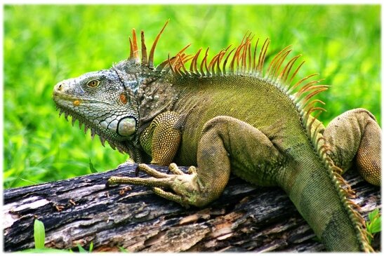 agereptile (2)
