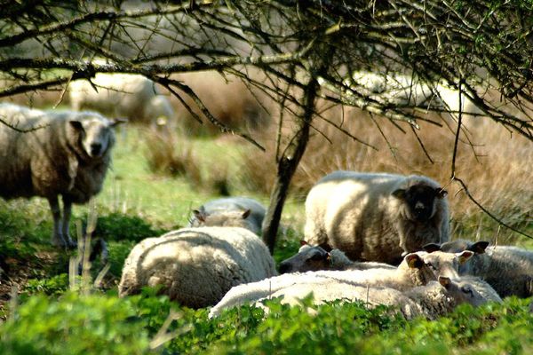 moutons Oradour F