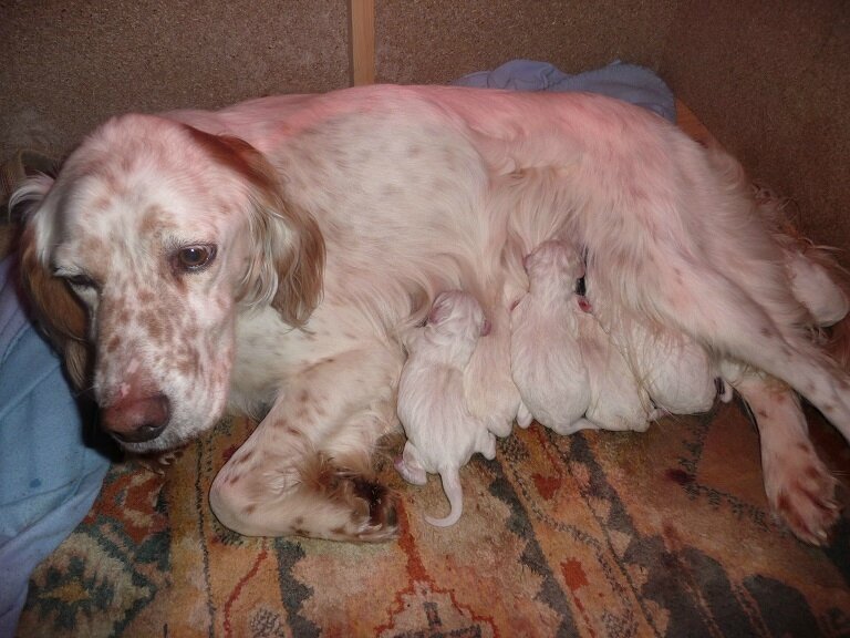 Chiots 17 Setter Du Gevaudan Affixe Du Tuc De L Ange