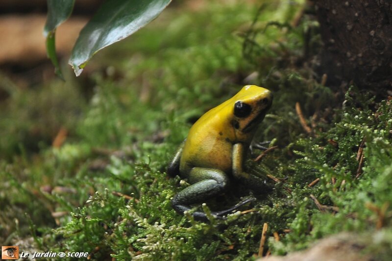 Phyllobate terrible • Phyllobates terribilis