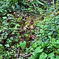 Morilles communes près de leur frêne.