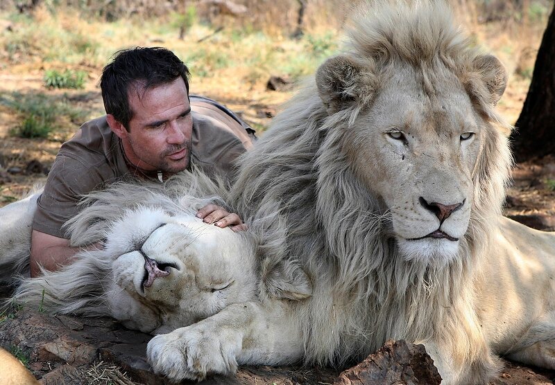 Homme Qui Vit Avec Les Lions KEVIN RICHARDSON - L'HOMME QUI PARLE AUX LIONS - Imagystique