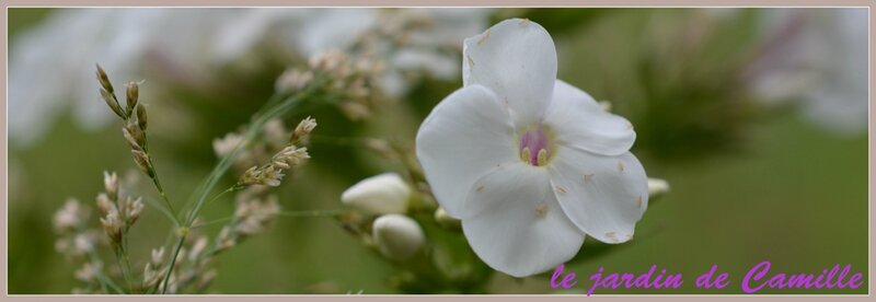 DSC_0458acopie