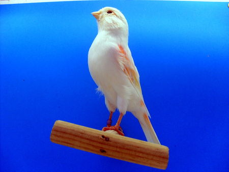 canari_chp_du_mans_004