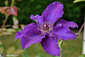 Clematis_The_President