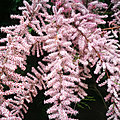Varennes-Vauzelles, étang de Niffond, arbre en fleurs (58)
