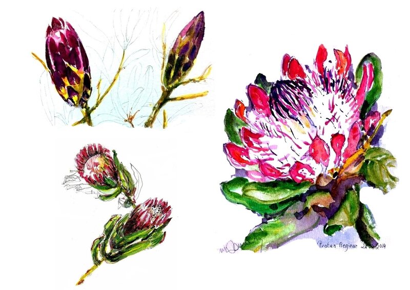 Fleurs de Protea 3 états