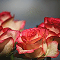 &rose2