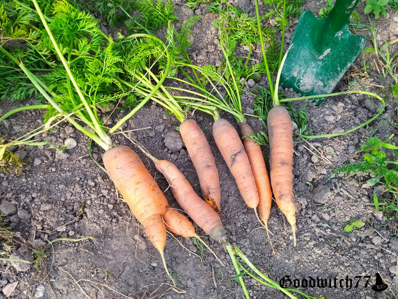 récolte carottes (6)